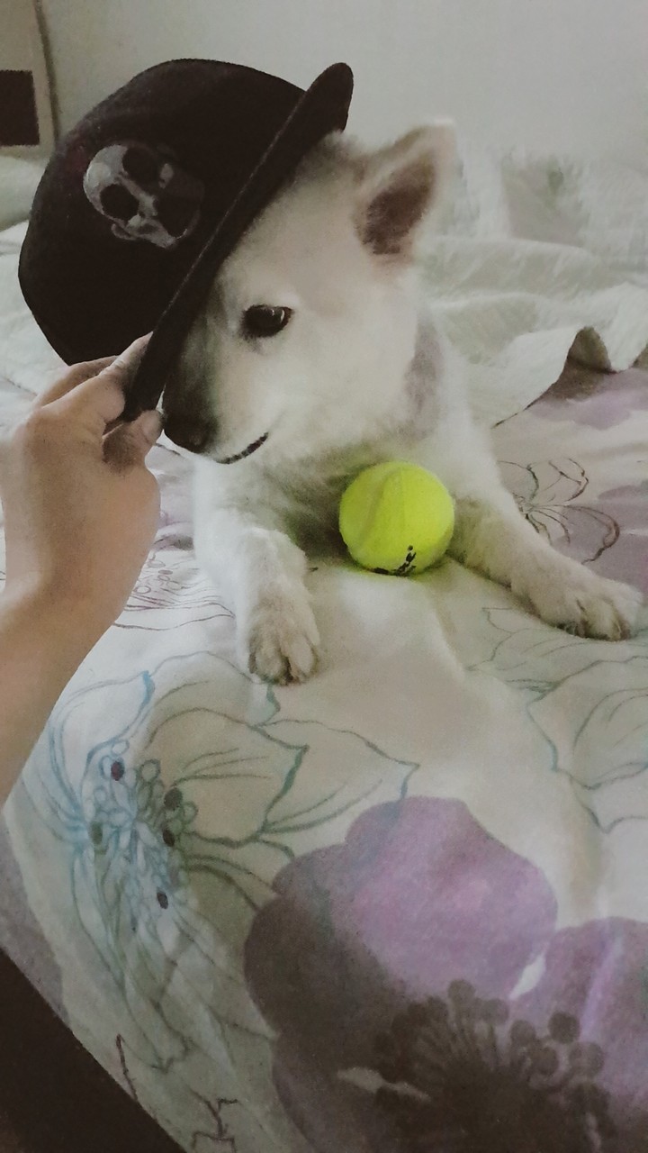 댕댕이