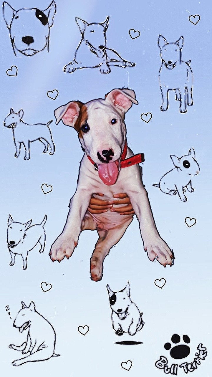 Bull Terrier