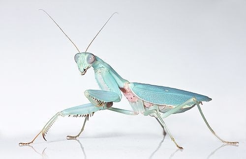 böcek