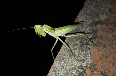 A Beautiful Click by vivo y69