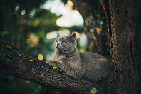 мяу