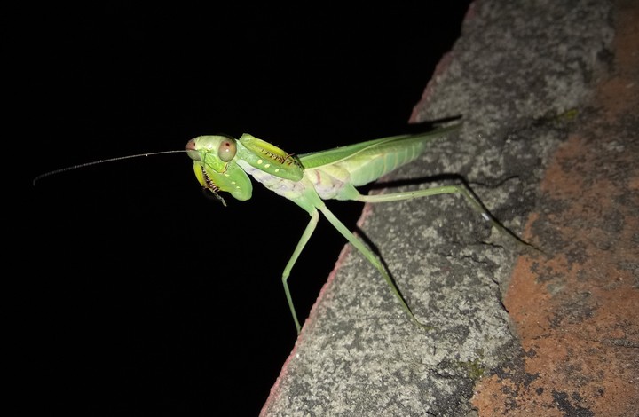 A Beautiful Click by vivo y69