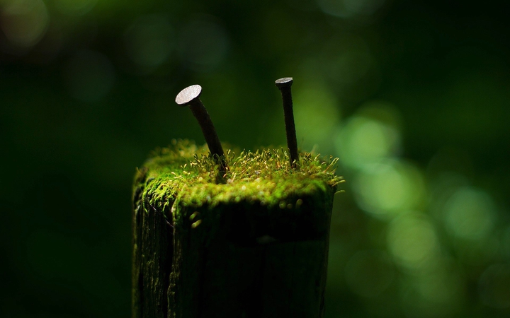 grass
