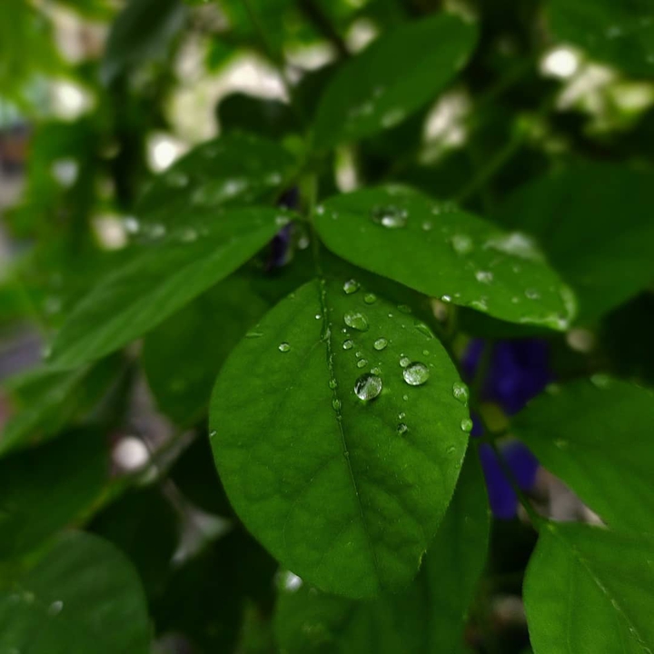 leave photography
