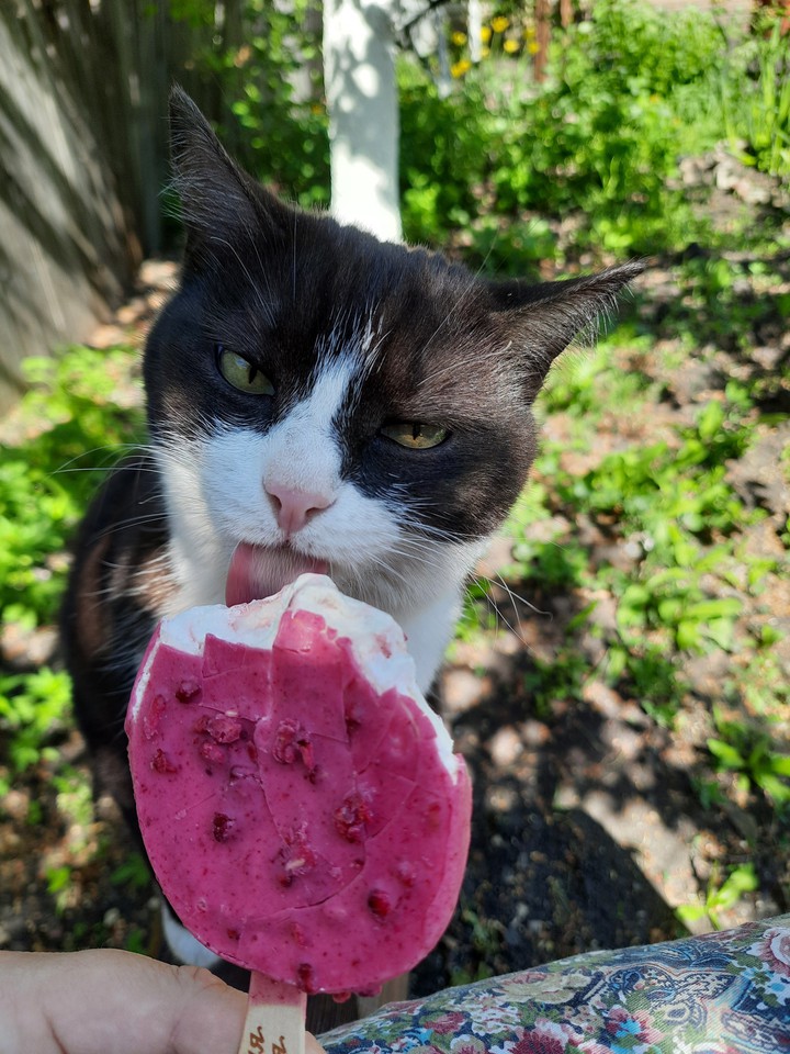 Cat Klepa