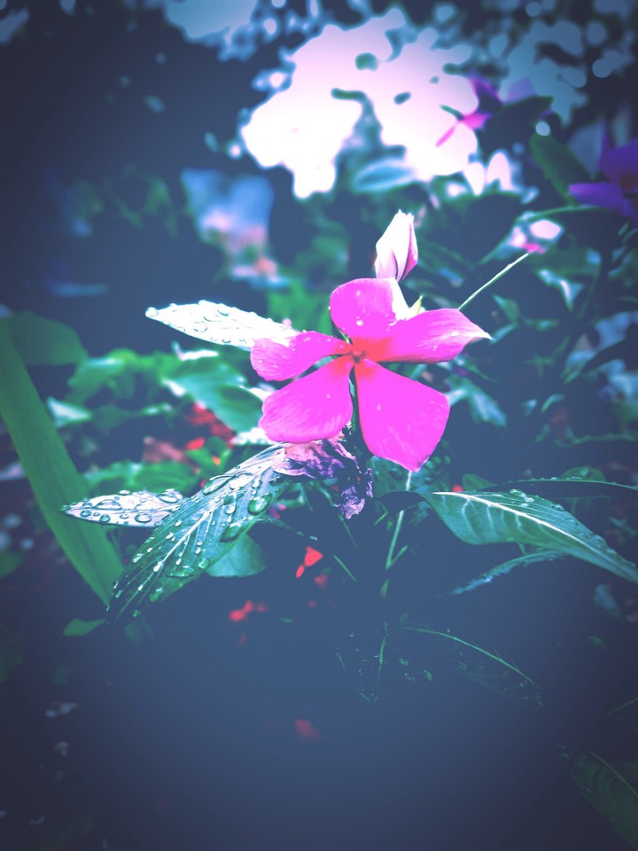 drops