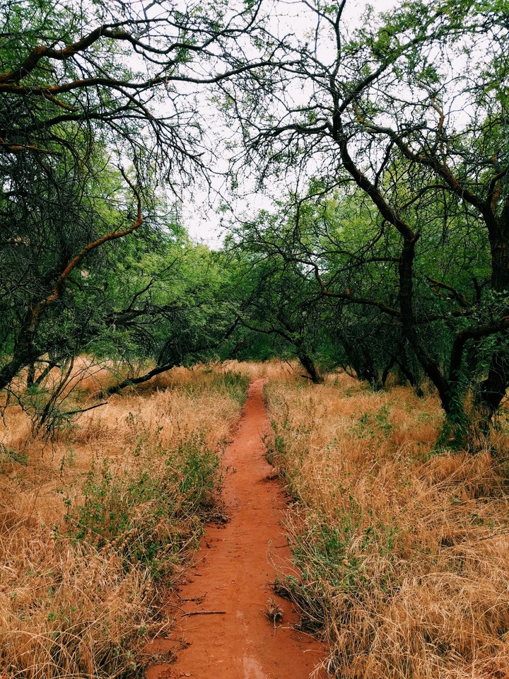 Desert Trail