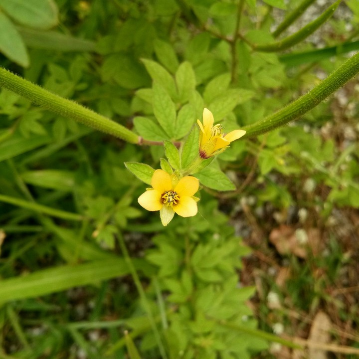 Cleome viscose Linn.