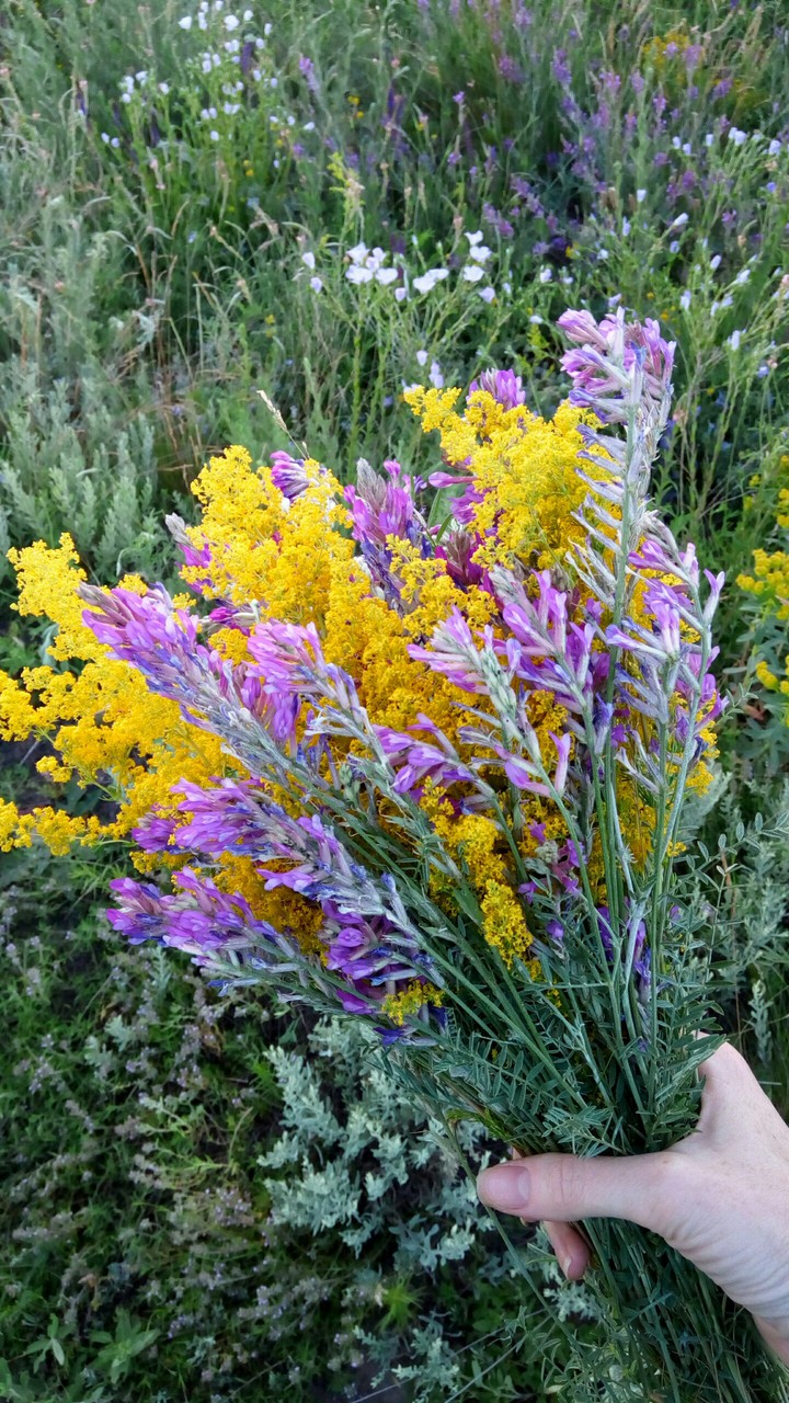 flowers