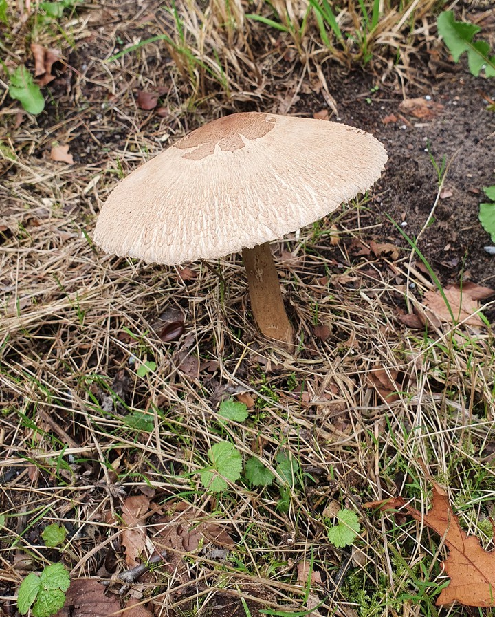 mushroom