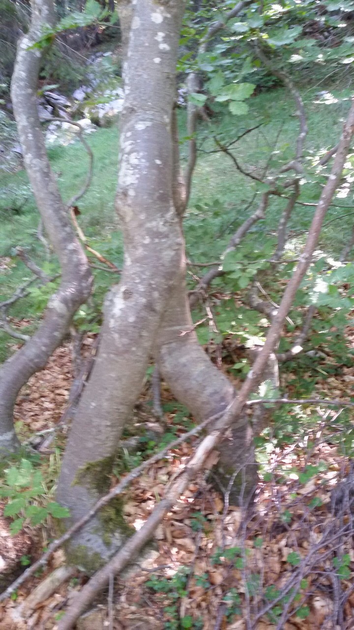intreccio di alberi