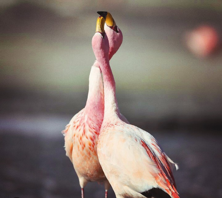 birds love