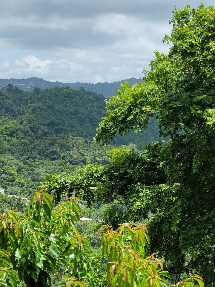 verde verde