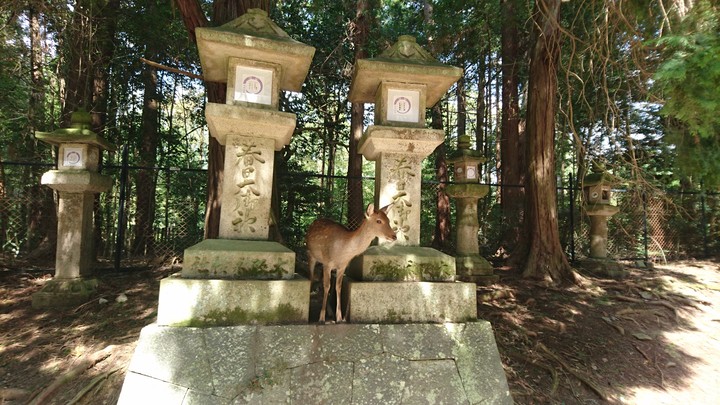 deer