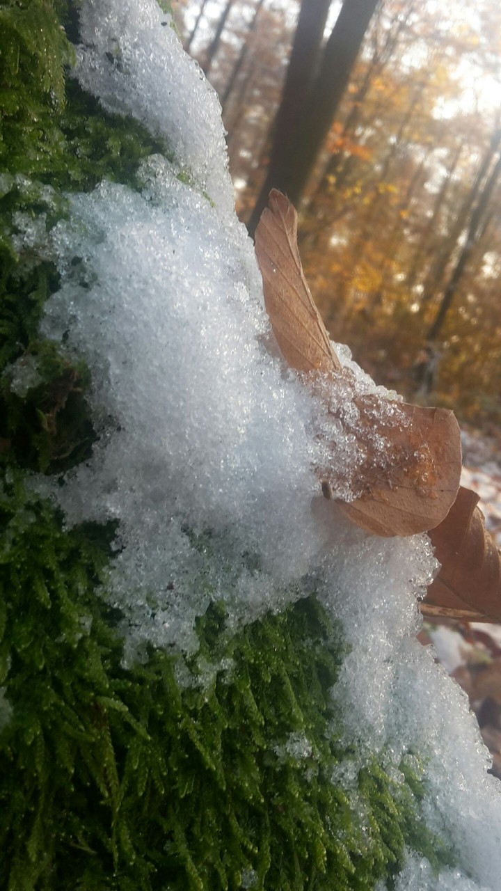 Herbst Bild 5