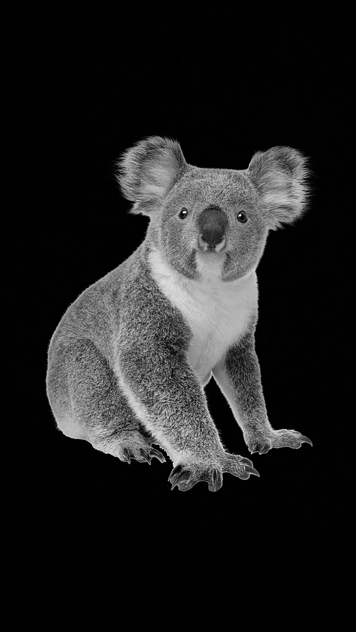 Koala