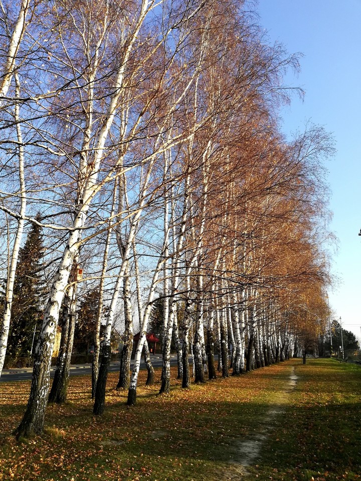 Autumnpath