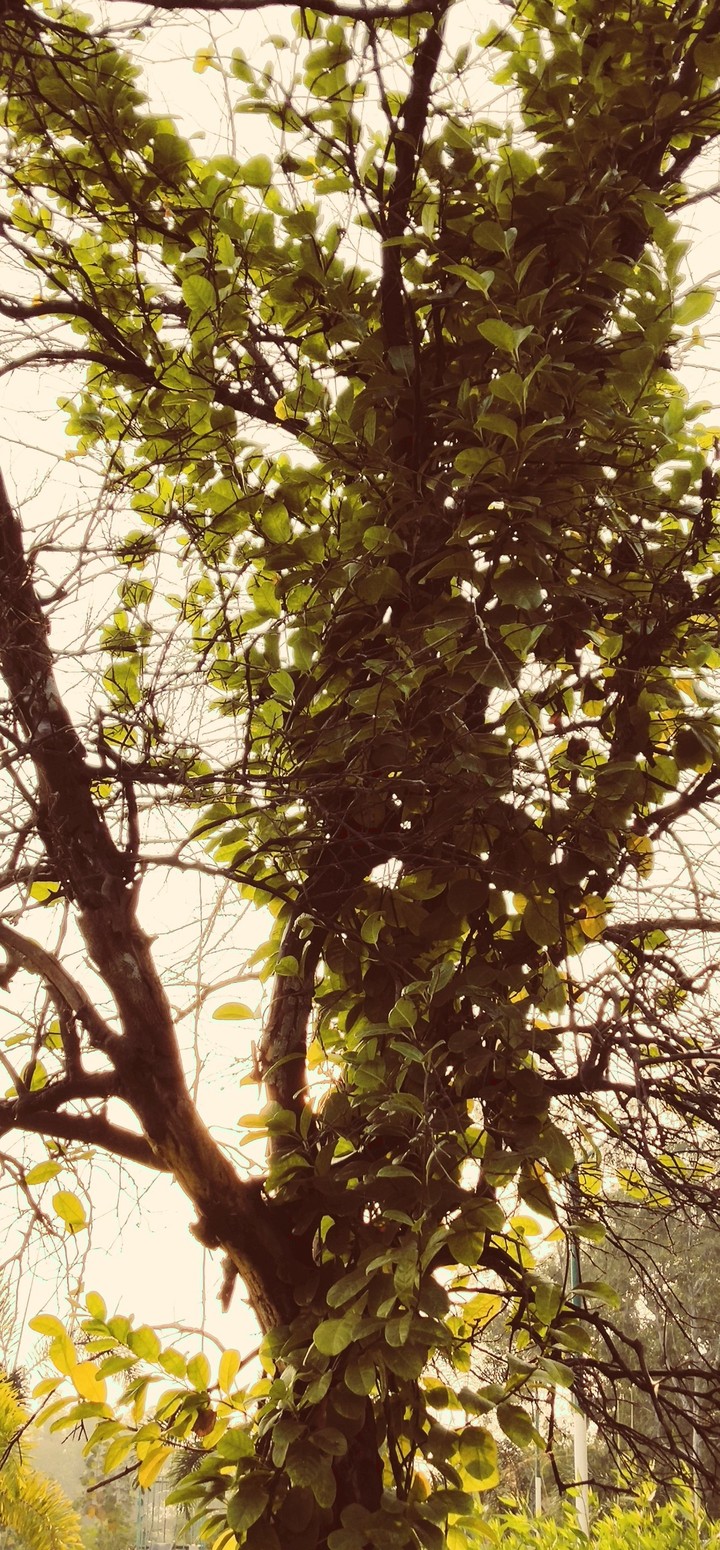 A tree
