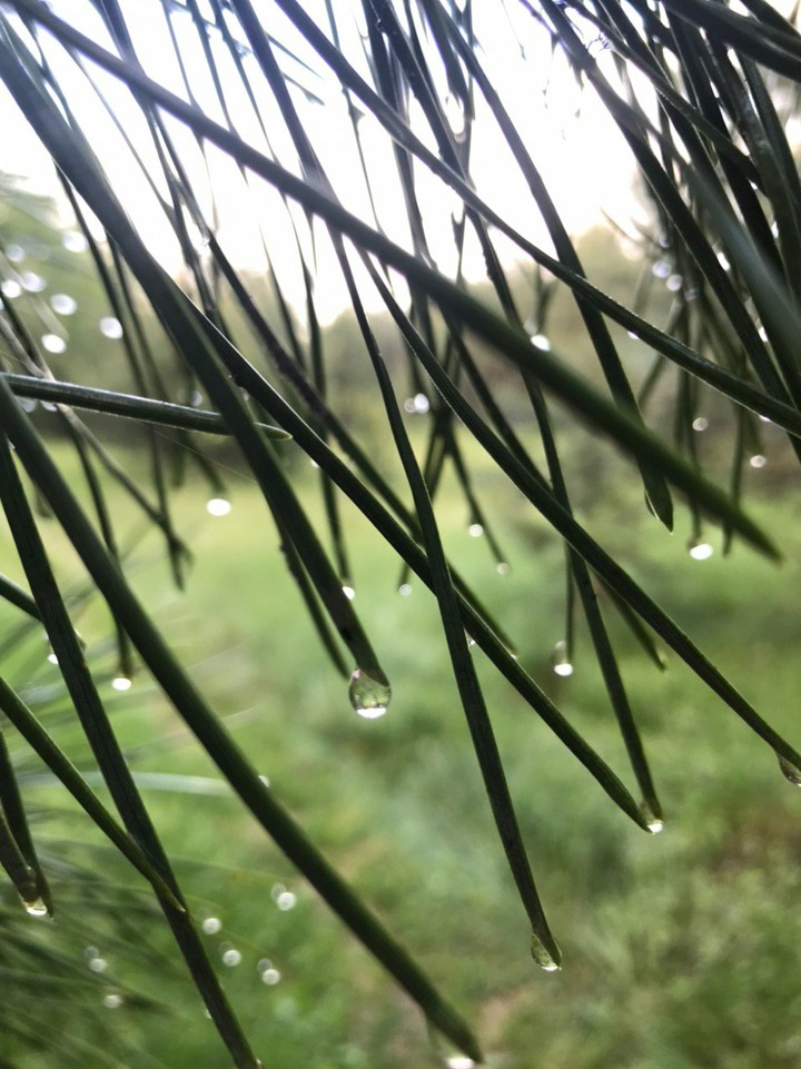 rain forest