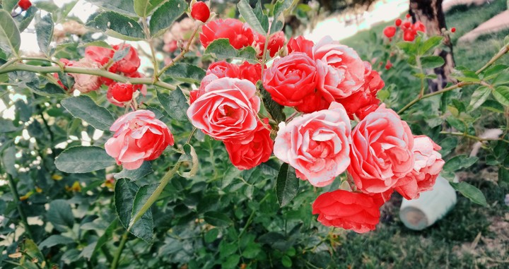 rose