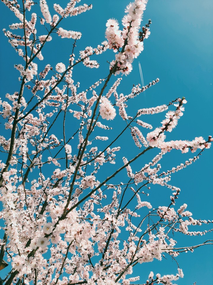 Cherry tree