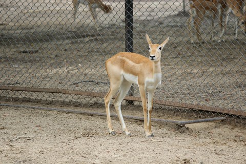 deer