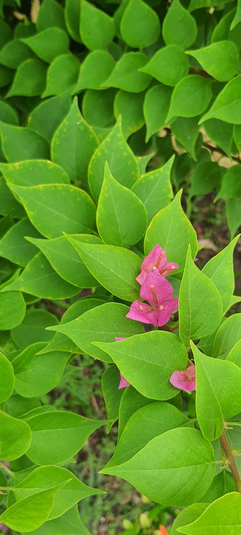 pink n green
