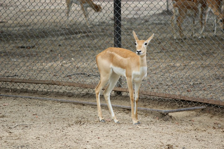 deer