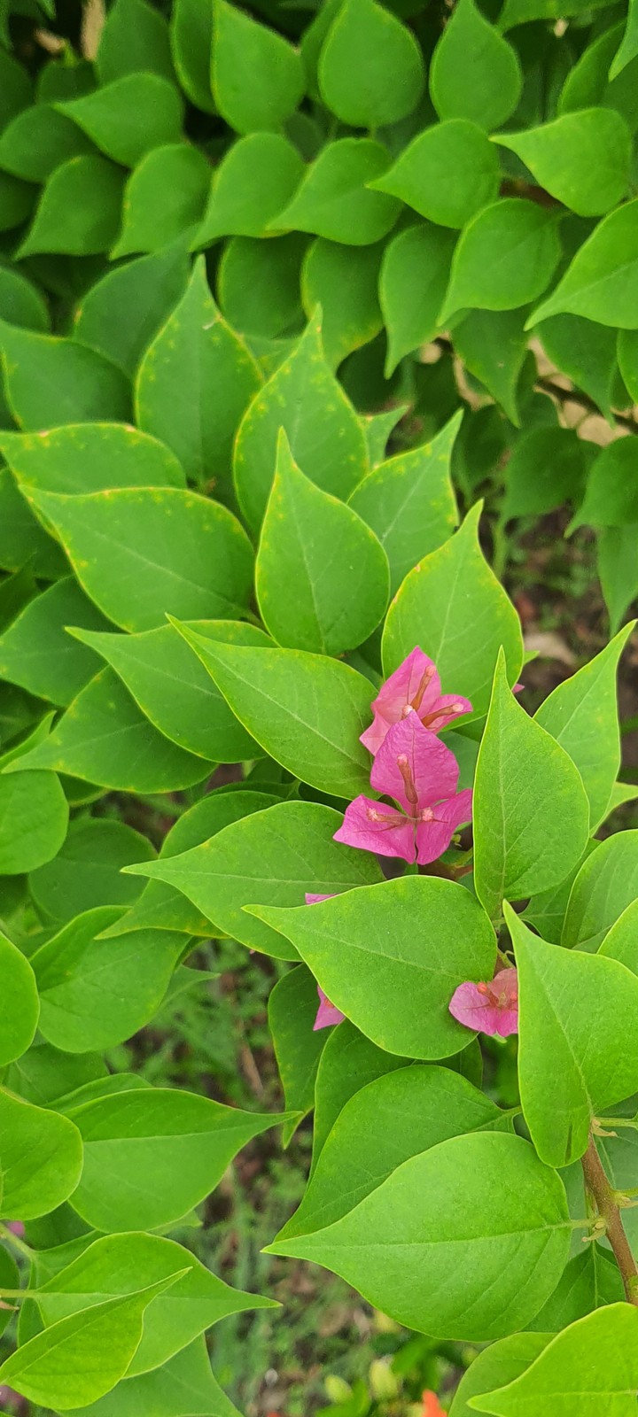 pink n green