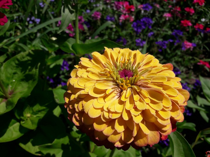 orange