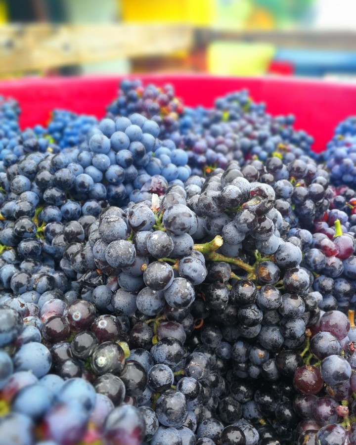grapes