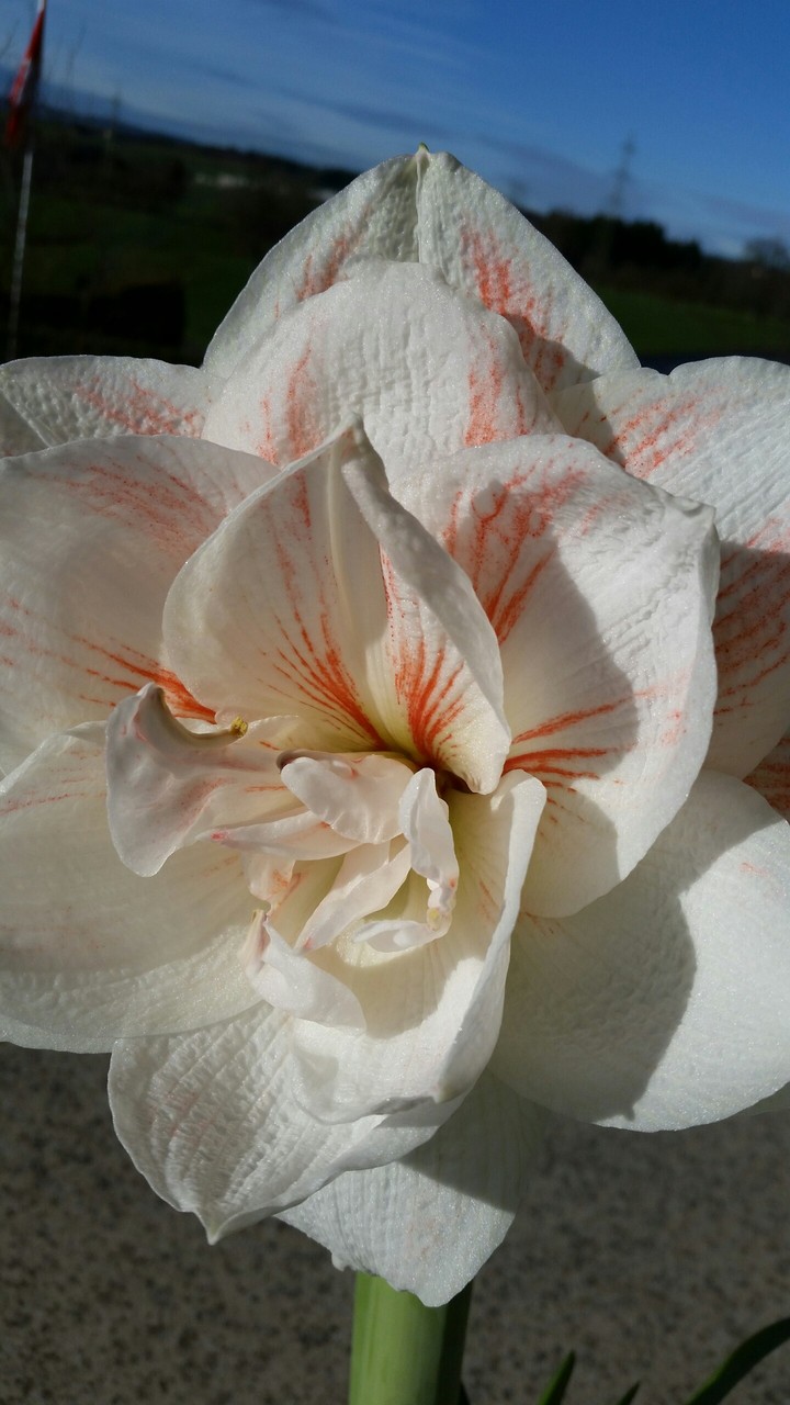 Amaryllis