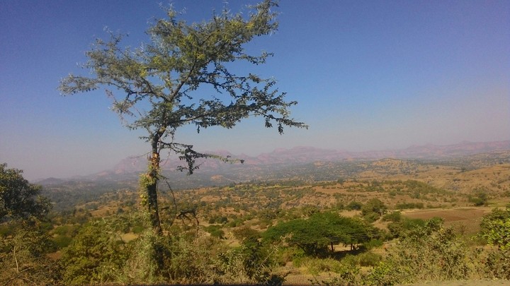 tree