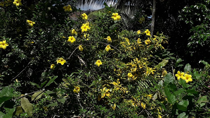 beauty of natural colour
