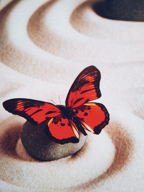 tapety illust, invertebrate