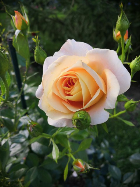 rose