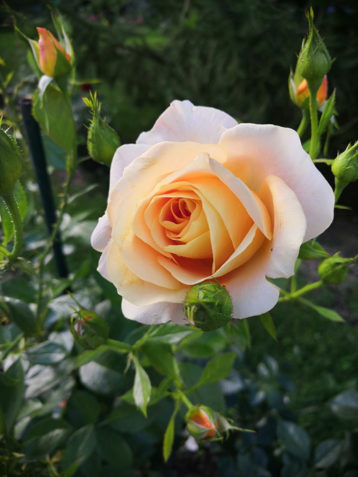 rose