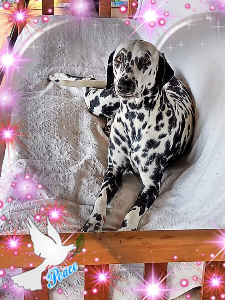 Para todos vocês amigos queridos