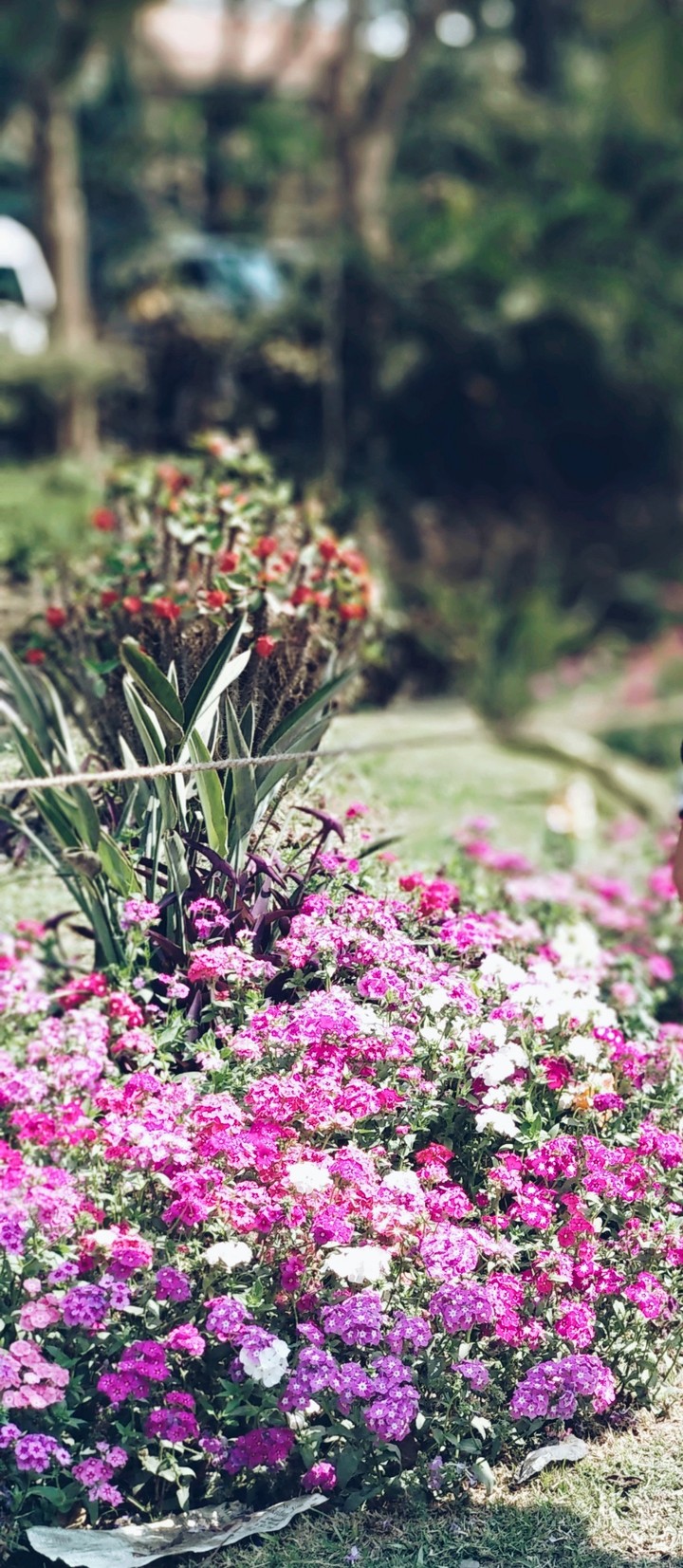 bloom