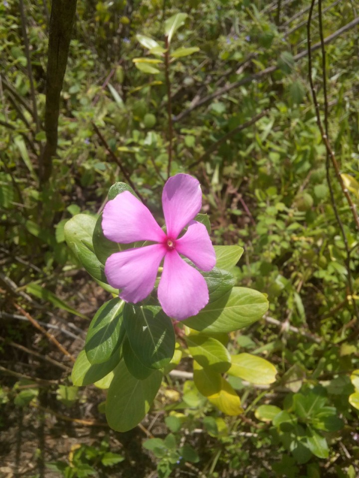 Flower