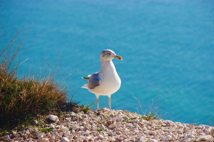 Birdie !!