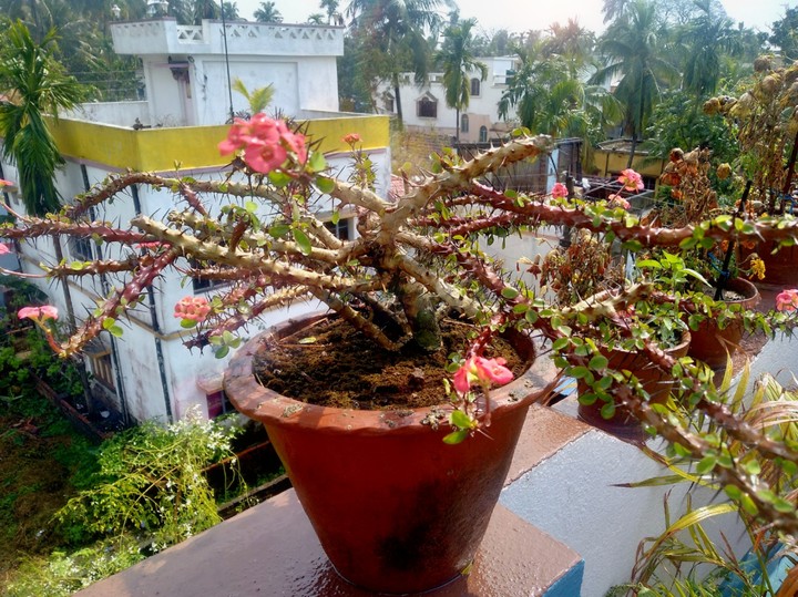 Cactus ?