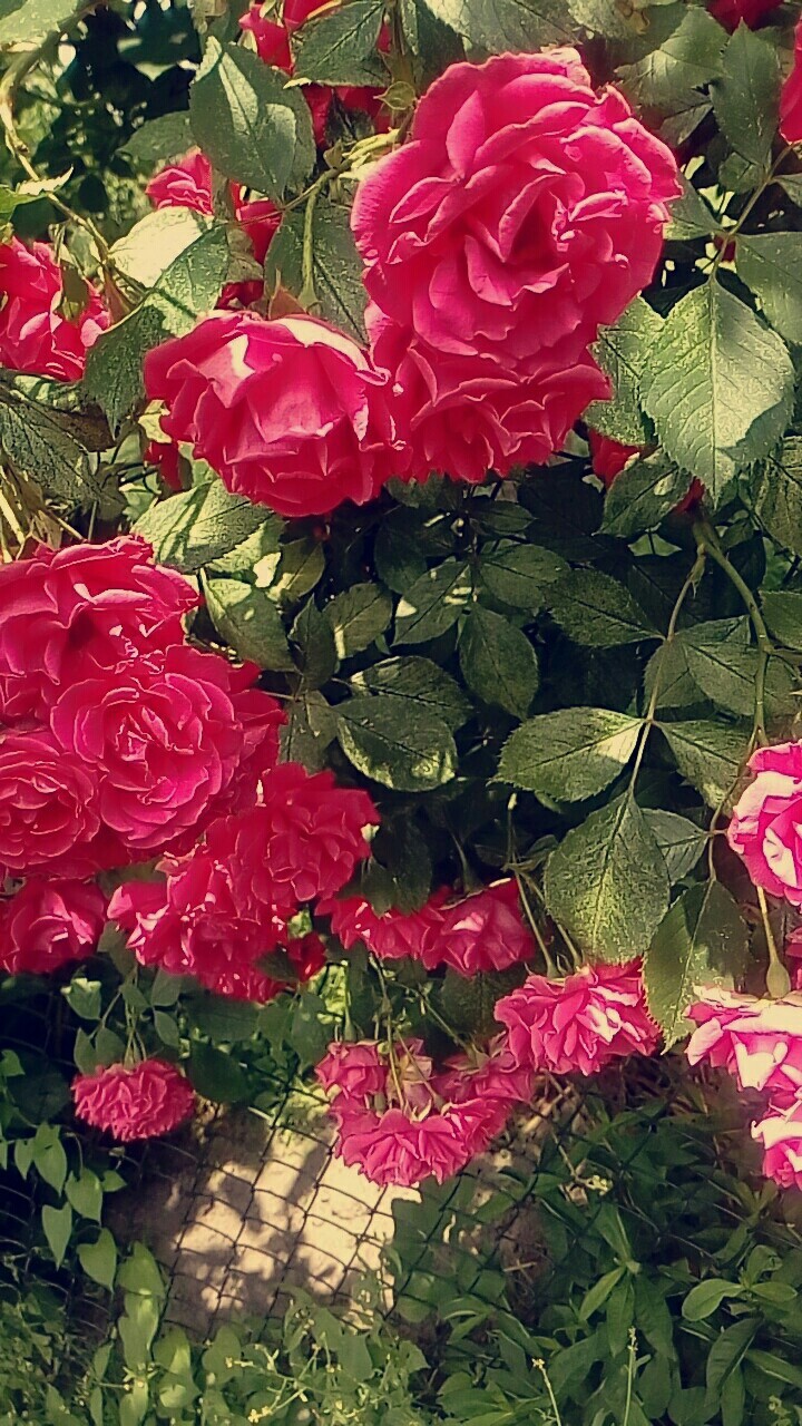Rose ?