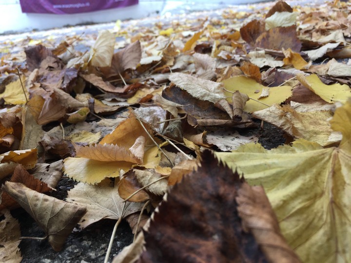 autumn