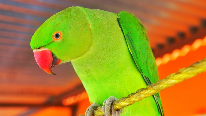 parrot