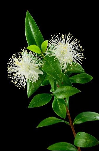flower in the night