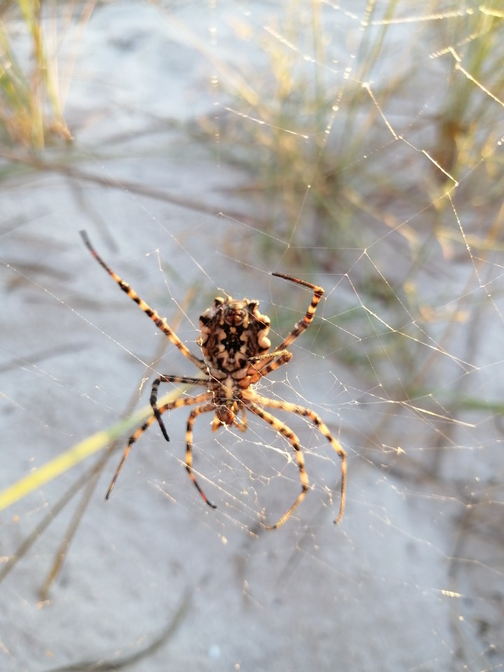 spider