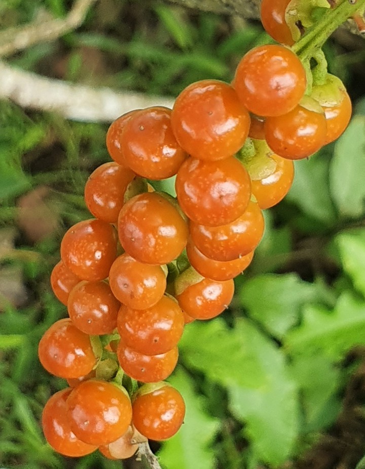 xositas
