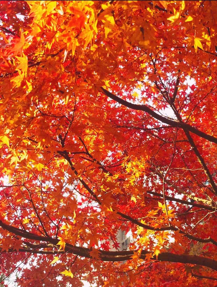 Glow of autumn