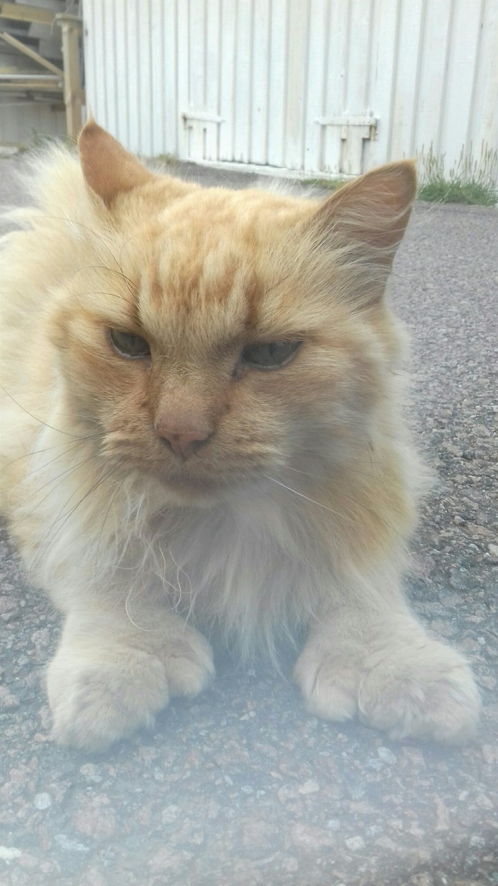 Katze